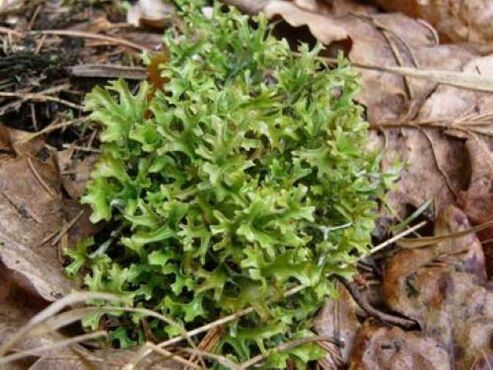 Цетрарія від паразитів в організмі