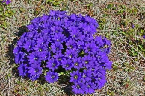 корінь гарячівки від паразитів в організмі