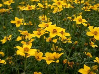 низка від паразитів в організмі