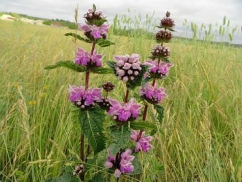 рослина залізняк від паразитів в організмі
