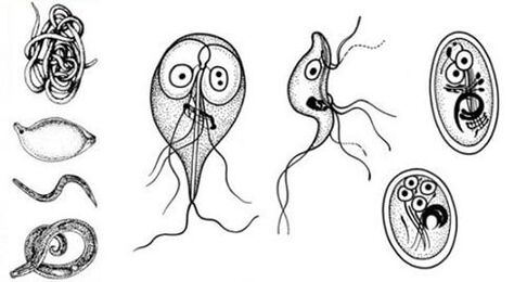 Найпростіші паразити в організмі людини